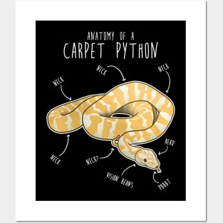 Albino Darwin Carpet Python Snake Anatomy Posters and Art